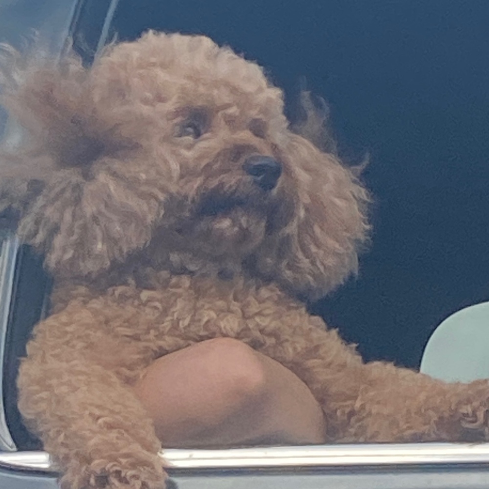 Meet your Posher, Reese